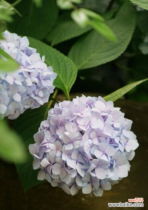 大花棉袄的花语有何含义?它象征着什么?