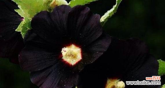 女足队员适合哪种花语的花？