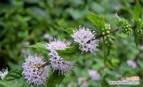 女足队员适合哪种花语的花？