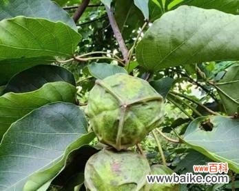 绿球球象征着什么?