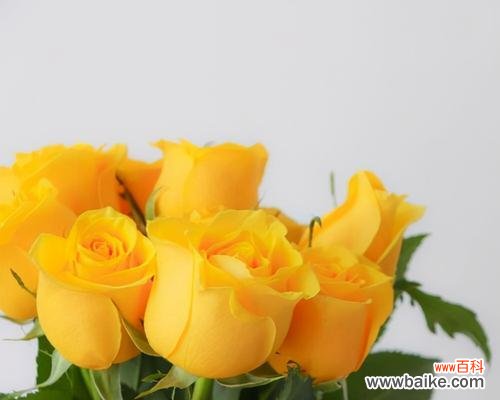 探索玫瑰花不同颜色所代表的意义 用不同颜色的玫瑰花传达情感的奥秘