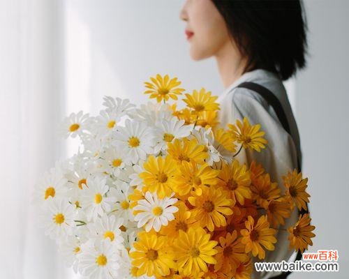 探索不同颜色雏菊的含义 雏菊的花语和寓意