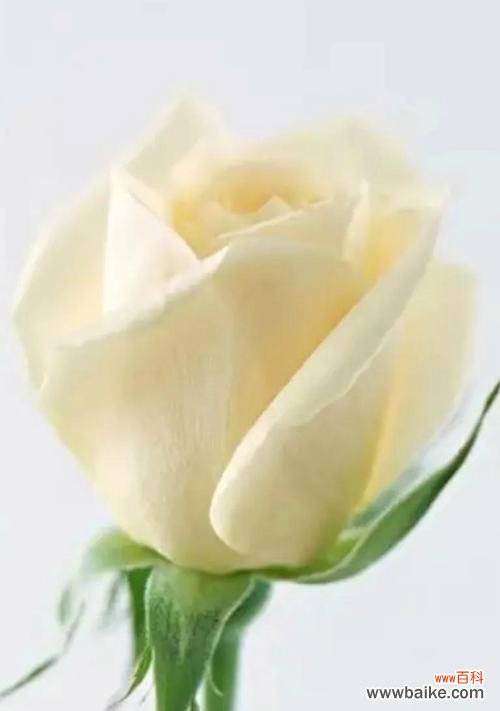 用玫瑰花的颜色传递心意,花开花谢皆有情 玫瑰花的花语