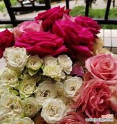 探索不同颜色玫瑰花所代表的情感和象征意义 玫瑰花的颜色与含义