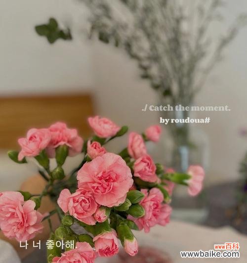 一朵花的不同意义与表达方式 康乃馨花语