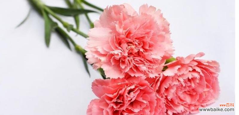 一朵花的不同意义与表达方式 康乃馨花语