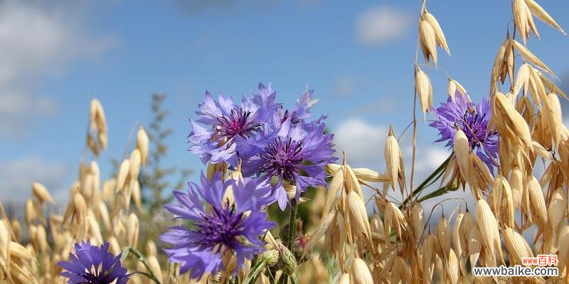 花开花落,情意万千;以色彩传递,矢车菊之语 璀璨多彩,不同颜色矢车菊的花语