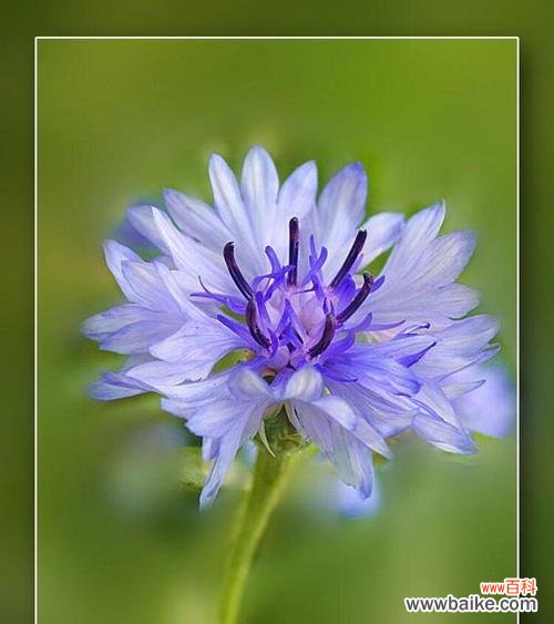 花开花落,情意万千;以色彩传递,矢车菊之语 璀璨多彩,不同颜色矢车菊的花语