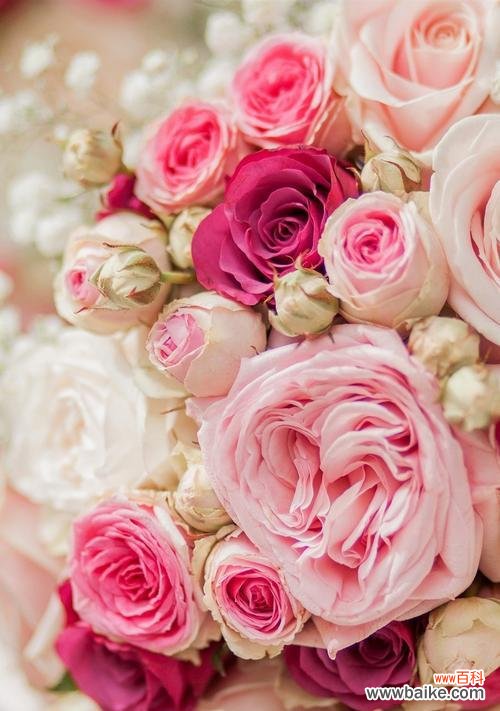 探索玫瑰花的神秘语言,了解花色传达的情感 玫瑰花的寓意与不同颜色的象征意义