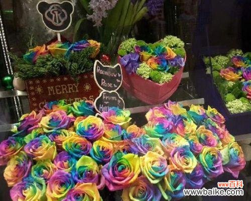 探索玫瑰花的神秘语言,了解花色传达的情感 玫瑰花的寓意与不同颜色的象征意义