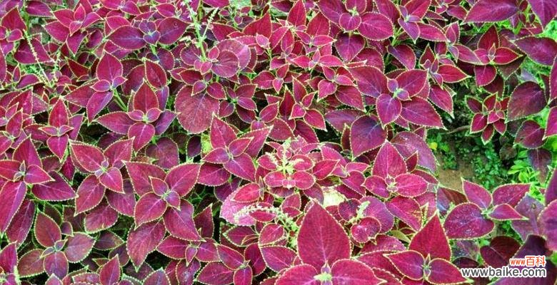 探寻彩叶草的神秘语言，解读花语的奥秘 彩叶草的花语含义