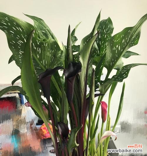 盛开于沼泽湿地的鲜艳之美 彩色马蹄莲花