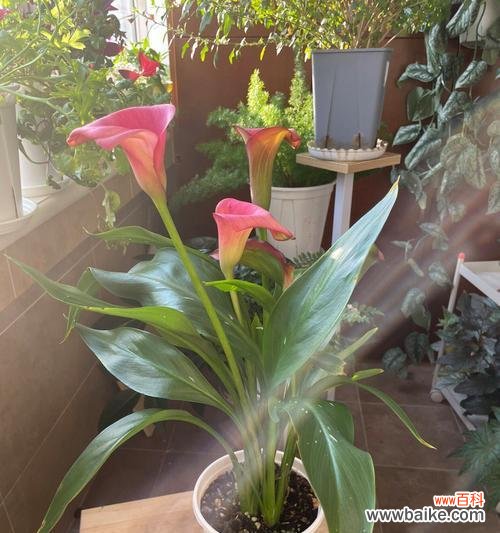 盛开于沼泽湿地的鲜艳之美 彩色马蹄莲花