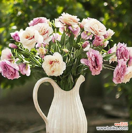 以不同颜色的洋桔梗探寻花语之谜 缤纷多彩的洋桔梗花语