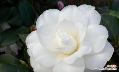 品读山茶花的不同色彩，解析其中的情感和象征 山茶花的花语——色彩的妖艳与含义