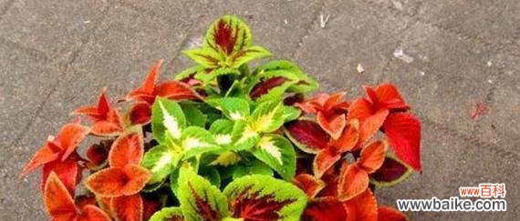 用彩叶草传递心意｜传达情感的绿意盎然之选 彩叶草花语的含义与魅力