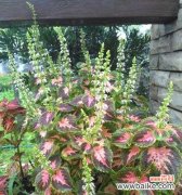 用彩叶草传递心意｜传达情感的绿意盎然之选 彩叶草花语的含义与魅力