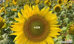 在向日葵的花期中感受生命的盛放 向日葵