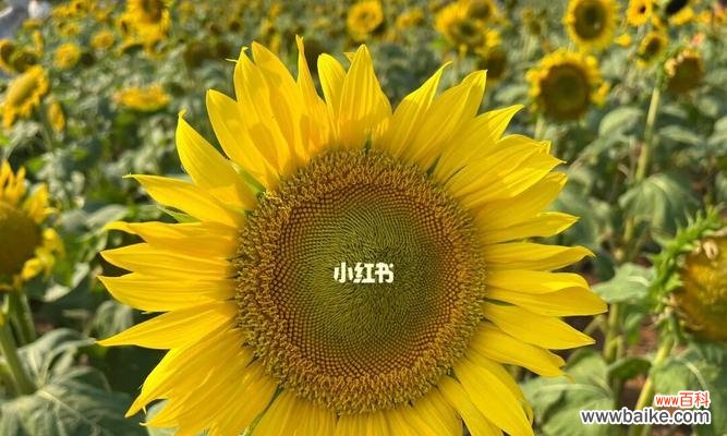 在向日葵的花期中感受生命的盛放 向日葵