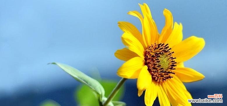 探寻向日葵的花语与含义 向日葵——阳光与希望的象征