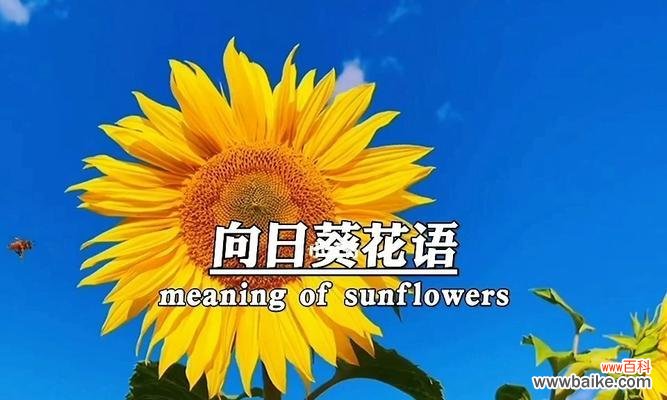 传递希望与温暖的花朵 向日葵花语