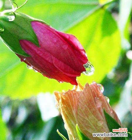 探索自然世界中守护爱情的奇妙植物之谜 爱情至死不渝的植物