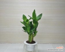 探索象征进步与成功的十大植物 步步高升的植物世界