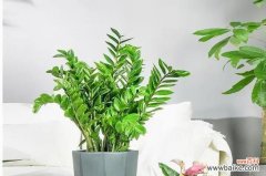 繁荣富贵的植物世界 象征财富的植物