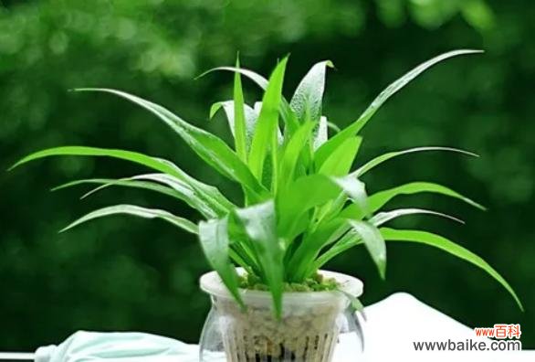 生活中的幸运种子 财富之根