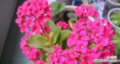 探究传统文化中的长寿象征植物及其养生功效 寓意长寿的植物