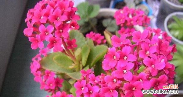 探究传统文化中的长寿象征植物及其养生功效 寓意长寿的植物