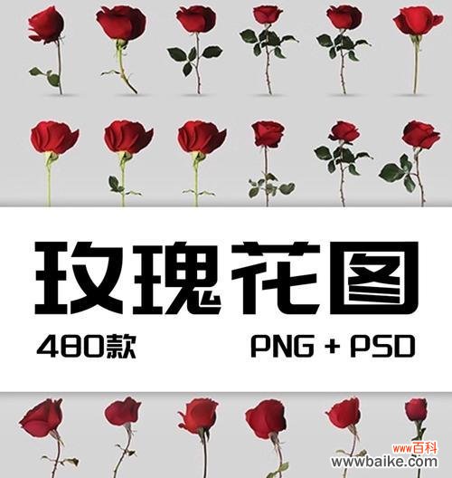 玫瑰花作为情侣标志有何含义?情侣间用玫瑰花代表什么?