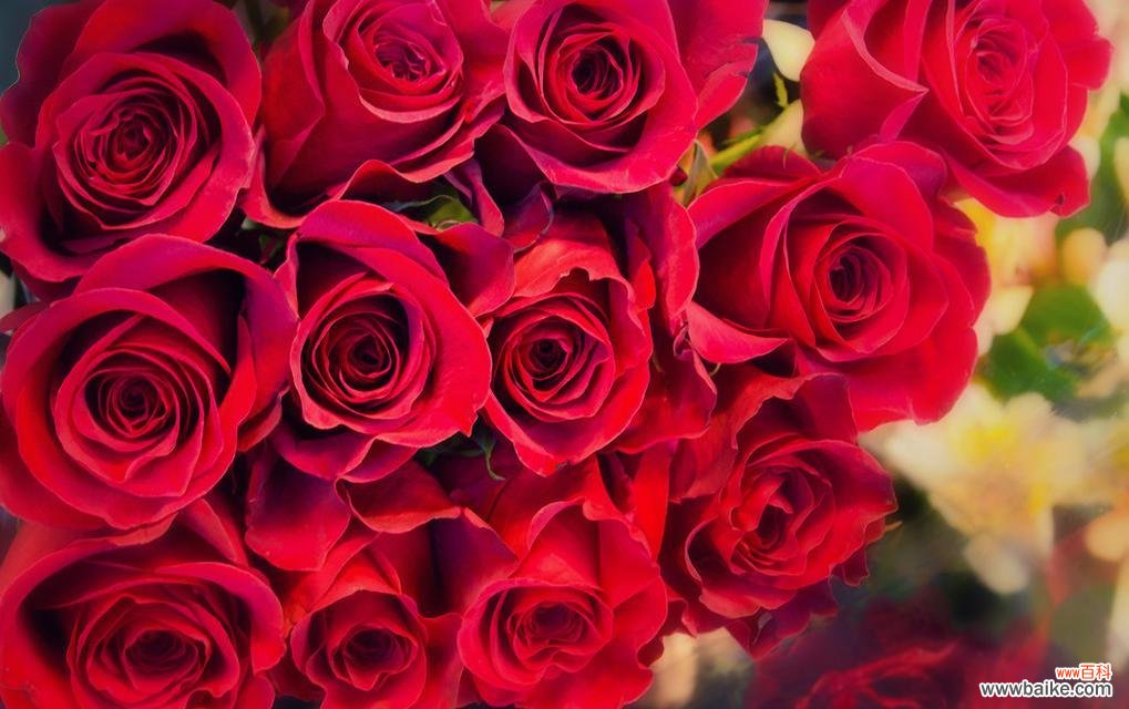 大束玫瑰花在婚礼中的意义是什么?