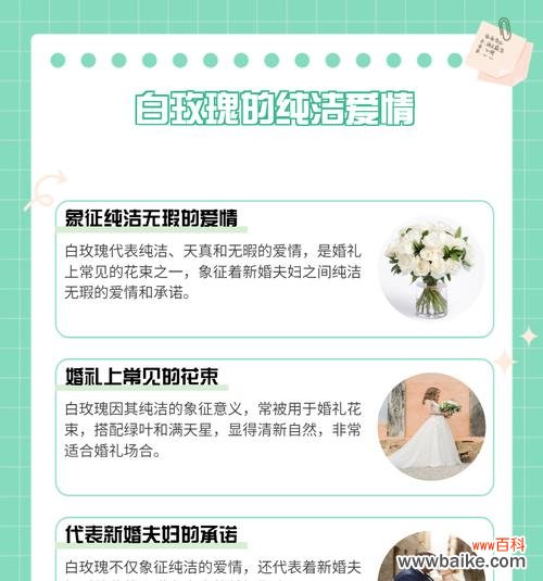 两朵白玫瑰的寓意是什么?它们代表了什么情感?