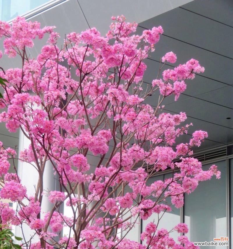 风铃花语的含义是什么呢？风铃花在自然界中传递了什么信息？