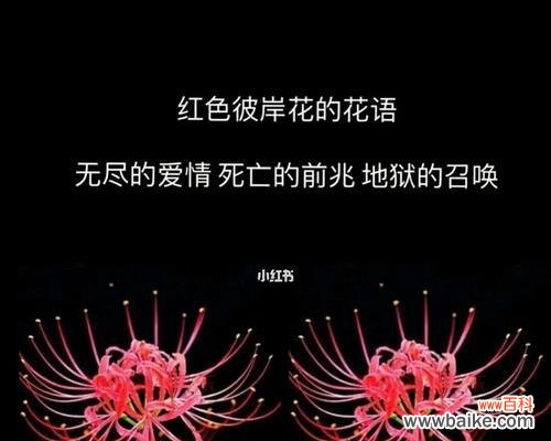 毛绒花作为礼物的花语含义是什么?