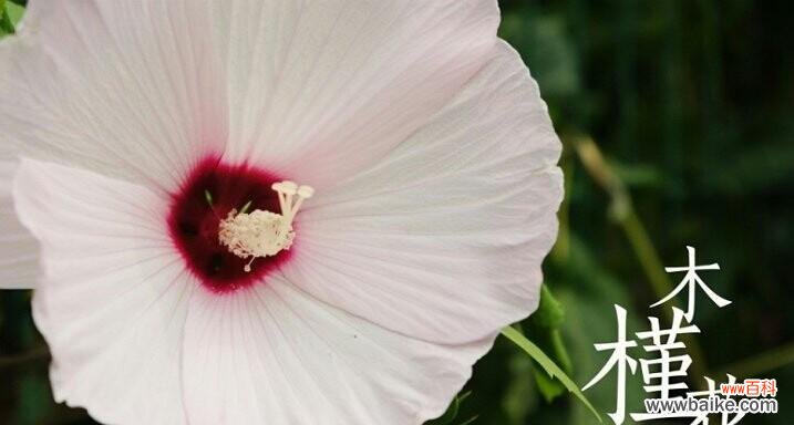 毛绒花作为礼物的花语含义是什么?