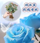 碎冰蓝玫瑰的花语是什么？假花与真花的花语有何不同？