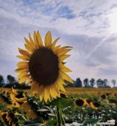 沉默如何用花语来形容？哪种花代表沉默？