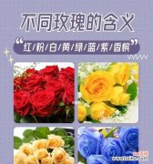 带走感情的花语是什么？这种花语背后有什么特别的含义？