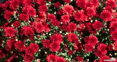 哪种红色花的花语特别好？