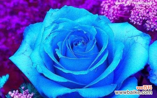 不同玫瑰花品种的含义及象征 玫瑰花品种花语大揭秘