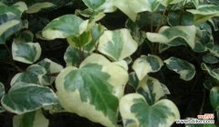 以花语为纽带，领略大自然的神奇魅力 常春藤花语