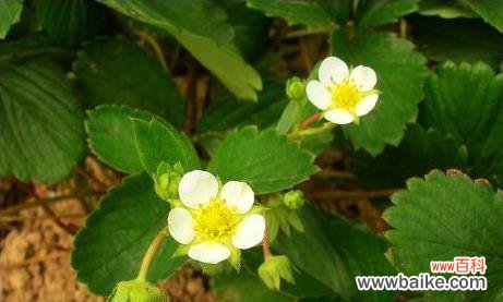 常春藤的花语和象征意义 常春藤