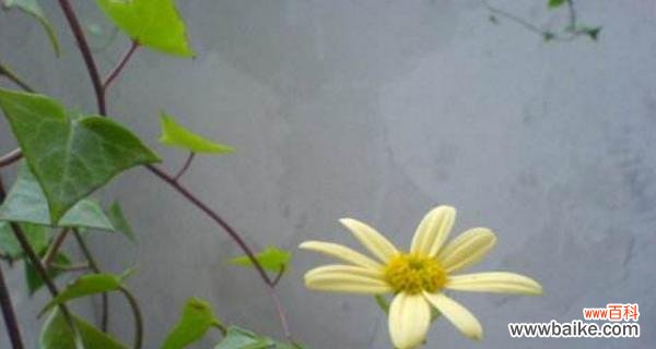 常春藤的花语和象征意义 常春藤