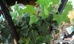 常春藤的花语传递着坚贞不渝的爱情和深厚的友谊 常春藤的花语——永恒的爱情和友谊