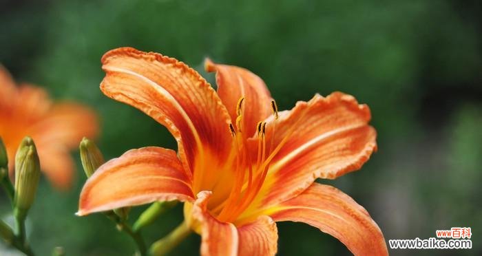 橙色风信子的花语 橙色风信子的花语