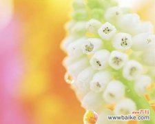 橙色风信子的花语 橙色风信子的花语