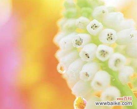 橙色风信子的花语 橙色风信子的花语