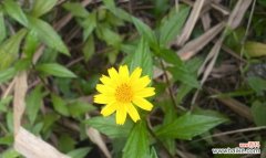 雏菊传递的十五种情感与希望 雏菊的花语与象征意义